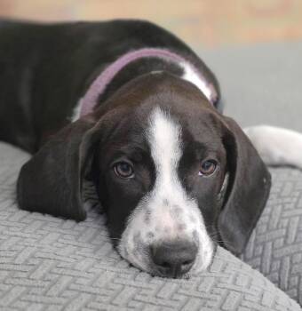 Bobby -  Beagle Dog for Adoption in Tomball, Texas - Bobby | PetCurious