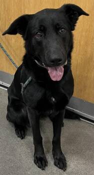 German Shepherd Dog Dogs Available for Adoption - PEPSI | PetCurious