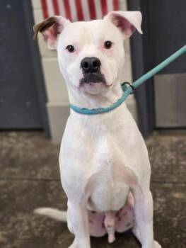 Ghost -  American Bulldog Dog for Adoption in Wellington, Kansas - Ghost | PetCurious