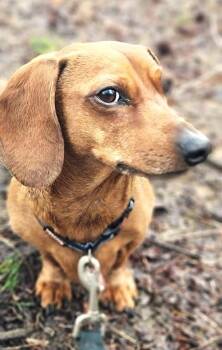 Luke in NC -  Dachshund Dog for Adoption in Shelbyville, Tennessee - Luke In NC | PetCurious