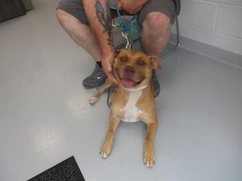 A389312 -  American Staffordshire Terrier Dog for Adoption in Ocala, Florida - A389312 | PetCurious