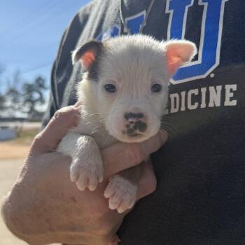 Mixed Breed Dogs Available for Adoption - MTV | PetCurious