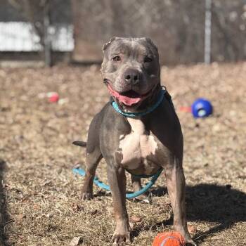 Flora -  Pit Bull Terrier Dog for Adoption in Standish, Michigan - Flora | PetCurious