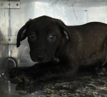 CHRIS -  Mixed Breed Dog for Adoption in Dallas, Texas - CHRIS | PetCurious