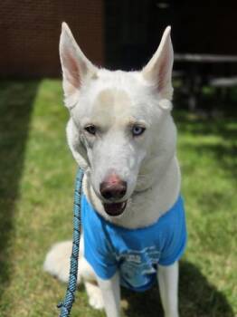 Zeus -  Siberian Husky and Mixed Breed Dog for Adoption in Westland, Michigan - Zeus | PetCurious