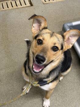 Mixed Breed Dogs Available for Adoption in Fairfield, New Jersey - Fergie | PetCurious