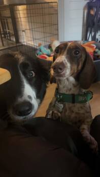 Buster -  Dachshund Dog for Adoption - Buster | PetCurious