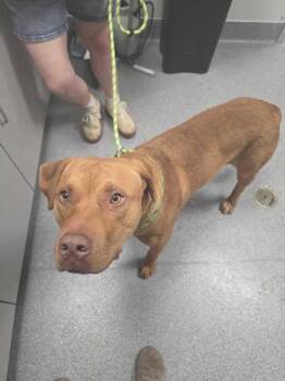 Mysterio -  Mixed Breed Dog for Adoption in Sevierville, Tennessee - Mysterio | PetCurious