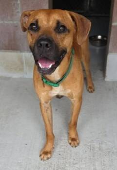 Oliver -  Hound and Mixed Breed Dog for Adoption in Savannah, Georgia - Oliver | PetCurious