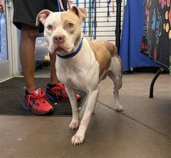 DIOR -  Mixed Breed Dog for Adoption in Dallas, Texas - DIOR | PetCurious