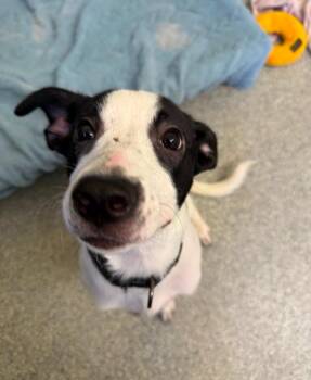 Marlow Black collar -  Terrier Dog for Adoption in Syracuse, Indiana - Marlow Black Collar | PetCurious
