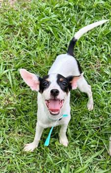 Carrie Underwood -  Mixed Breed Dog Available for Adoption in Groveland, Massachusetts - Carrie Underwood | PetCurious