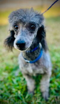Rescue Poodle Dogs for Adoption in Pacolet, South Carolina - Bullet Sep 25 | PetCurious