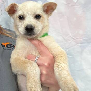Sansa -  Yellow Labrador Retriever and Mixed Breed Dog for Adoption in Normal, Illinois - Sansa | PetCurious