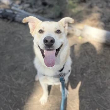 Teddy -  Mixed Breed Dog for Adoption in Truckee, California - Teddy | PetCurious