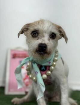 Milan-One of our Amazing Rescue Dogs -  Border Terrier and Maltese Dog for Adoption in Carlsbad, California - Milan-One Of Our Amazing Rescue Dogs | PetCurious