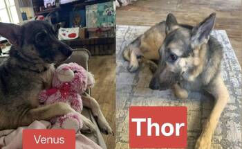 German Shepherd Dog Dogs Available for Adoption - Thor & Venus  | PetCurious