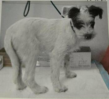 Terrier and Mixed Breed Dogs Available for Adoption - Tristan | PetCurious