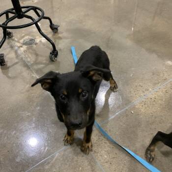 Rescue Mixed Breed Dogs for Adoption in Washburn, Missouri - Quinncy | PetCurious