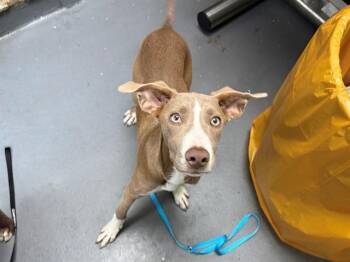 BINDWEED -  Terrier and Mixed Breed Dog for Adoption in Antioch, California - BINDWEED | PetCurious