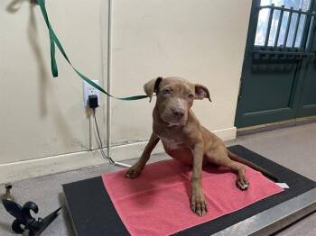 Rescue Pit Bull Terrier and Mixed Breed Dogs for Adoption in Pasadena, California - A524905 | PetCurious