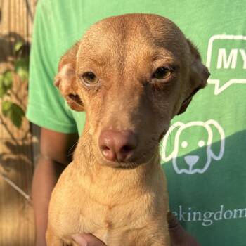 Gus - Local July 10-12 -  Dachshund and Chihuahua Dog for Adoption in Brookshire, Texas - Gus - Local July 10-12 | PetCurious