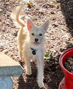 Francine -  Wirehaired Terrier Dog for Adoption - Francine | PetCurious