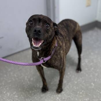 Chihuahua and Mountain Cur Dogs Available for Adoption in Bardstown, Kentucky - Sweet N Low | PetCurious
