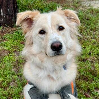 Cyrus -  Border Collie and Great Pyrenees Dog for Adoption in Freeport, Florida - Cyrus | PetCurious