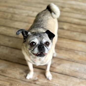 Pug Dogs Available for Adoption in Alvin, Texas - Mushu | PetCurious
