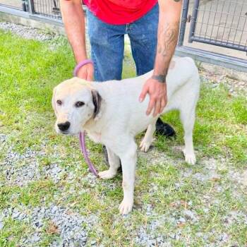 Snipes -  Great Pyrenees and Labrador Retriever Dog for Adoption in Washington, District Of Columbia - Snipes | PetCurious