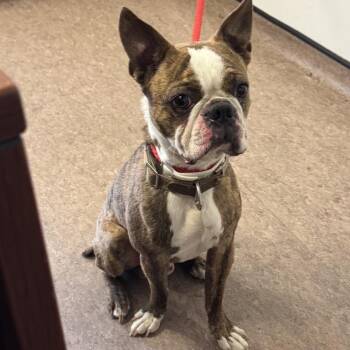 Baccus -  French Bulldog Dog for Adoption in Brentwood, Missouri - Baccus | PetCurious