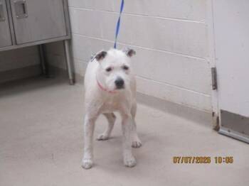 (825) -  Pit Bull Terrier Dog for Adoption in Marietta, Georgia - (825) | PetCurious