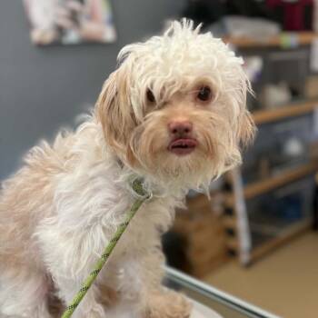 Rosita- Chino Hills Location -  Poodle and Terrier Dog for Adoption in Chino Hills, California - Rosita- Chino Hills Location | PetCurious