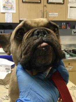 POLLIE -  French Bulldog Dog for Adoption in Riverside, California - POLLIE | PetCurious