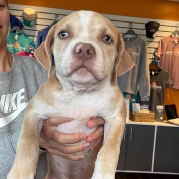 Shimmer (Female) -  Mixed Breed and None Dog for Adoption in Bend, Oregon - Shimmer (Female) | PetCurious