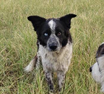 Rescue Border Collie Dogs for Adoption in The Woodlands, Texas - Doc | PetCurious
