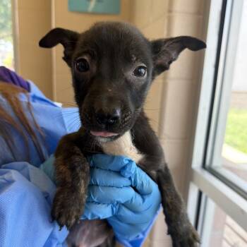 Frijoles -  Belgian Shepherd Malinois Dog for Adoption in San Antonio, Texas - Frijoles | PetCurious