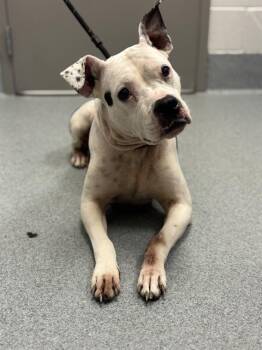 BABY GIRL -  Pit Bull Terrier Dog for Adoption in Indianapolis, Indiana - BABY GIRL | PetCurious