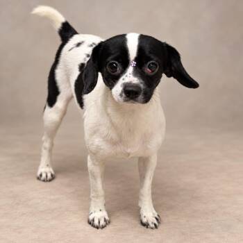 Ayahuasca -  Chihuahua and Beagle Dog for Adoption in Miami, Florida - Ayahuasca | PetCurious