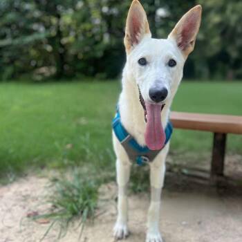 Hanalei (9mo) -  German Shepherd Dog Dog for Adoption in Greeneville, Tennessee - Hanalei (9mo) | PetCurious