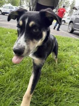 Border Collie and Husky Dogs Available for Adoption in Klamath Falls, Oregon - Bud | PetCurious