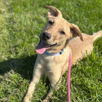 German Shepherd Dog and Siberian Husky Dogs Available for Adoption in Philadelphia, Pennsylvania - Sugar | PetCurious