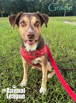 Gracie -  Australian Shepherd and Labrador Retriever Dog for Adoption in Groveland, Florida - Gracie | PetCurious