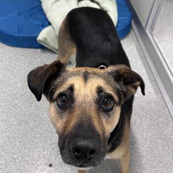 Callie -  Mixed Breed Dog for Adoption in Oak Brook, Illinois - Callie | PetCurious