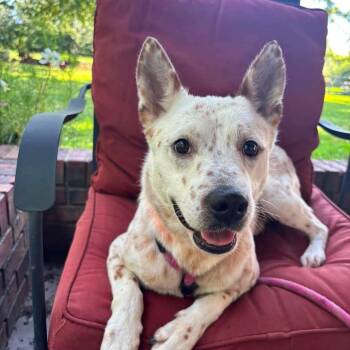 Tonka -  Cattle Dog and Mixed Breed Dog for Adoption in Overland Park, Kansas - Tonka | PetCurious