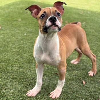 Gopher -  Boxer Dog for Adoption in Beulaville, North Carolina - Gopher | PetCurious