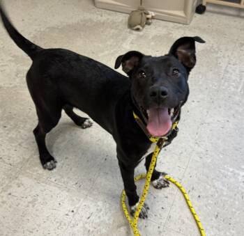 *Emmylou* -  Border Collie Dog for Adoption in Salt Lake City, Utah - *Emmylou* | PetCurious