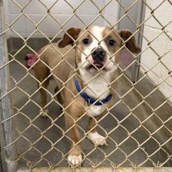 WYATT -  Pit Bull Terrier and Mixed Breed Dog for Adoption - WYATT | PetCurious