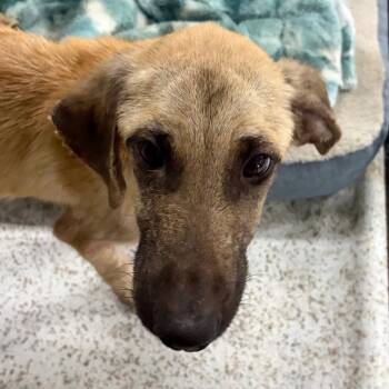 Labrador Retriever and Terrier Dogs Available for Adoption in Bloomfield, Connecticut - Lane | PetCurious